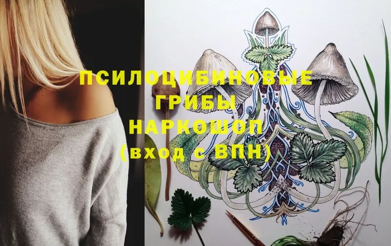 где продают   Тосно  Галлюциногенные грибы MAGIC MUSHROOMS 